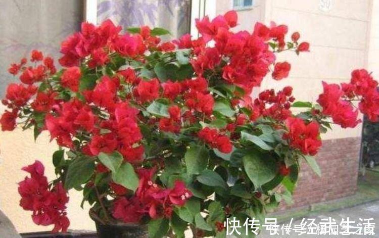 叶片|花期最长的“4种花”，一开就是300多天，财运爆发，事业风生水起