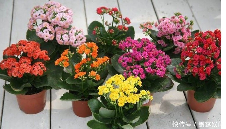 君子兰|以下“4种花”,不要随便送人!个个都是“财神爷”,有钱人都爱