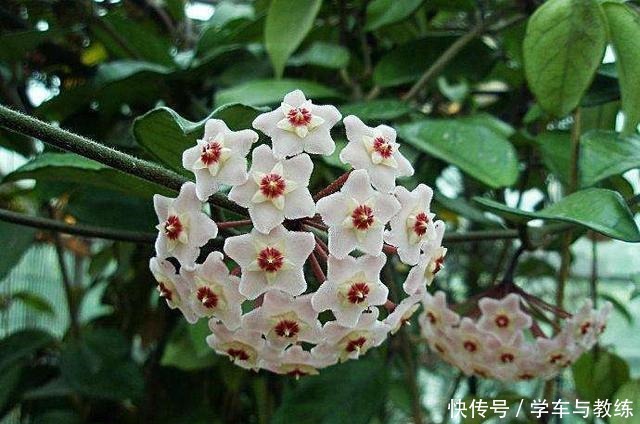 球兰,叶子似绿萝,比绿萝还耐阴,开花满屋香!