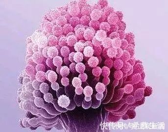 b1|比砒霜毒几十倍!这种开水都烫不死的“致癌物”,你也许每天在吃