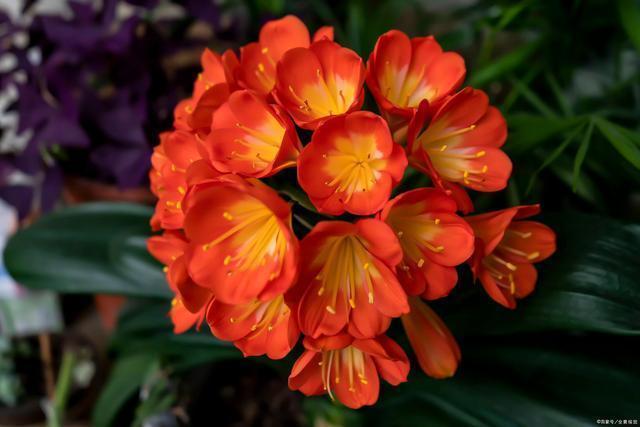 夏季养君子兰，这3个“禁区”别触碰，保证度夏无忧，轻松爆盆