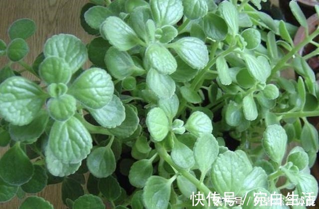 植株|香水不用买，“1种花”放客厅，一年四季“有芳香”，阳台也能养！