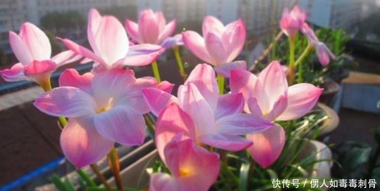 百合花|夏天养此款花卉,一开就是十几朵几十朵,非常漂亮,养起来太省心