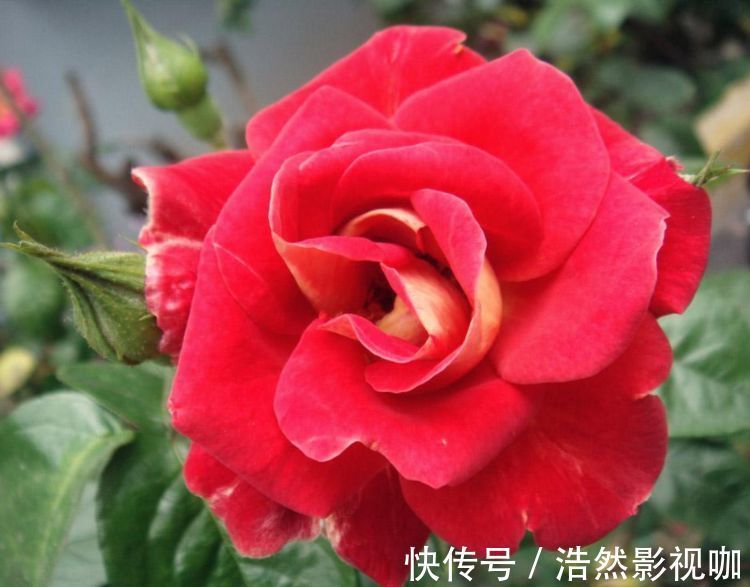花刺|喜欢菊花,不如养盆“高档玫瑰”爱心,高贵冷艳,飘香四溢