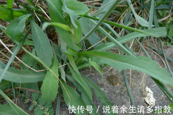 农村|养肝就是保命,3种野菜,养肝护肝,农村到处是宝,早了解早受益