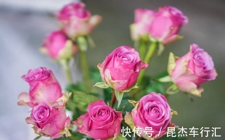 养花|新手养花,不如养盆花中精品“冷美人”,冷艳妖娆,寓意浪漫真情