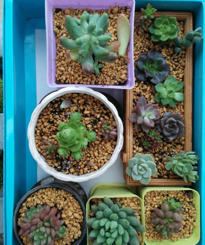 养了5年多肉，从小白变成大神，这些经验送你了！早看早知道