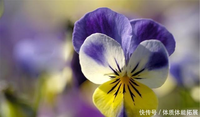 冬天花草别乱买，投资这几种，花期长，还很好养！