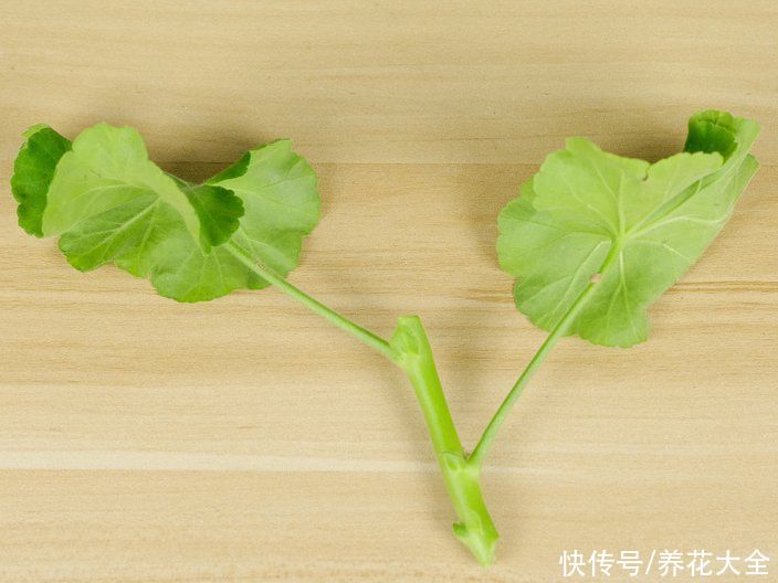 天竺葵|7种花养老桩不好，多扦插、养嫩苗，才能年年开花