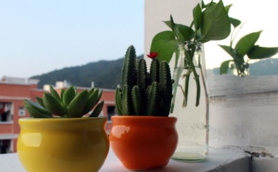 丢掉这些“废弃物”，养花损失可就大了