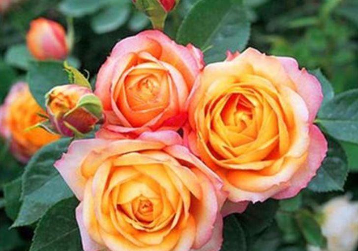 4种花好养不说,花量还大,花开艳丽