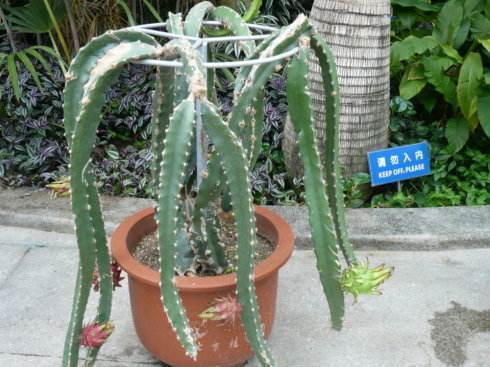 一个枝条插花盆，10天生根，当年结果50颗，超市30块钱一斤