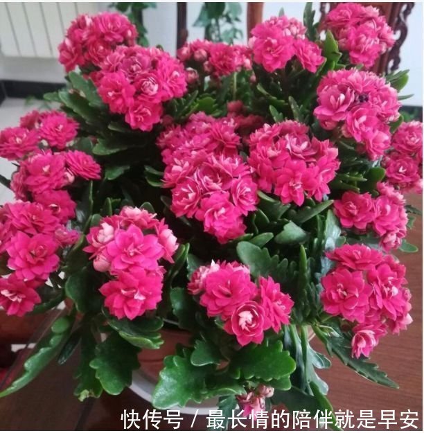 家里养这几款植物,沾土就活,给点水就疯长,太好养!
