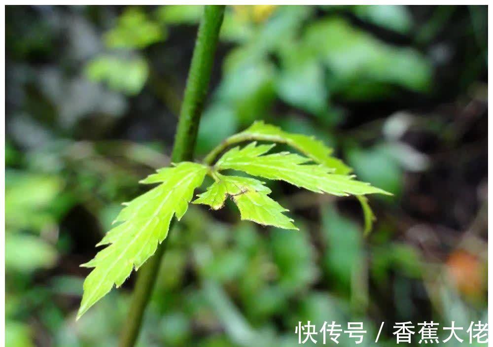 野草|农村山里一种野草,长得像艾草,根的药用价值很高,见到请珍惜