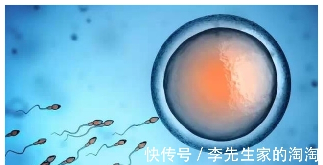 卵子|进入女性体内,没和卵子相遇的小蝌蚪去哪了?看完后不准偷笑