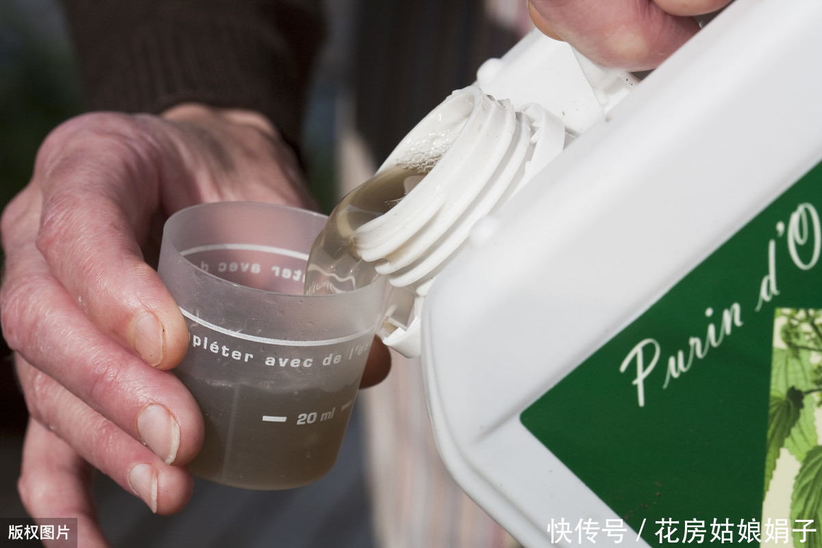 娟子|别乱给花乱施肥了,娟子给你支招,3个施肥技巧,比啥多管用