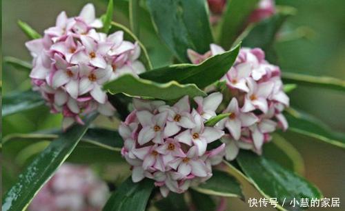 家里养5种花,越养越好看,适合新手,是盆栽佳品!