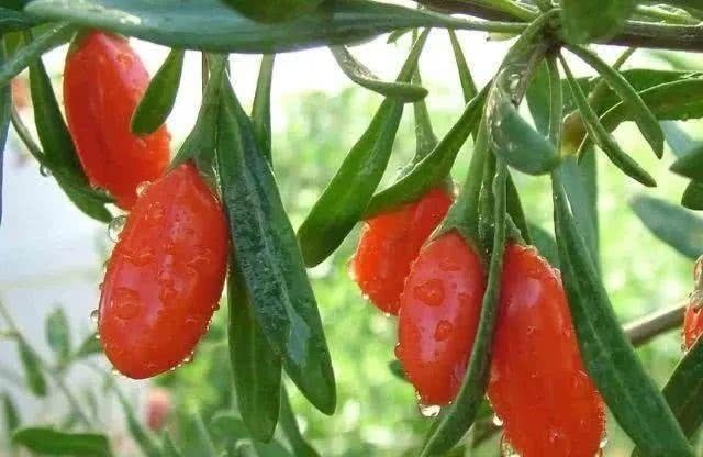 黄芪|枸杞配一宝,喝上3天,肾会充满能量,肝也慢慢好转