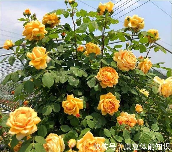 黄金|此花一年开花300天,花朵会散发酒香味,院里养2棵3年爬满墙!