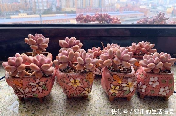 多肉|养不死的“桃蛋”,用“小陶盆”养,爆盆快,60天成老桩!