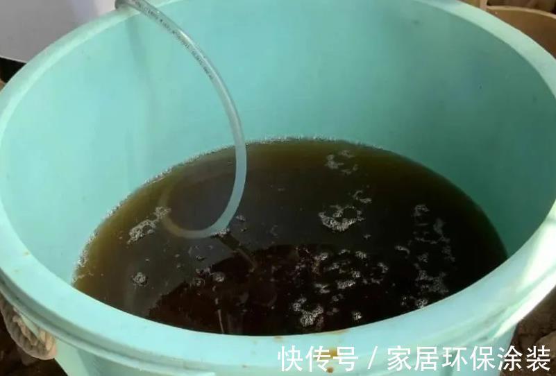 浇灌|茉莉花，天生就是“醋坛子”！夏季1个月浇3次，叶不黄开花旺