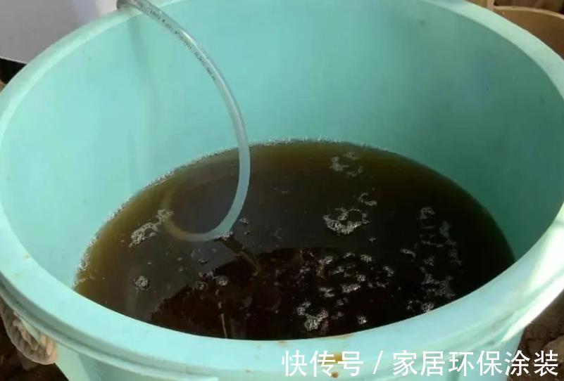 浇灌|茉莉花,天生就是“醋坛子”!夏季1个月浇3次,叶不黄开花旺