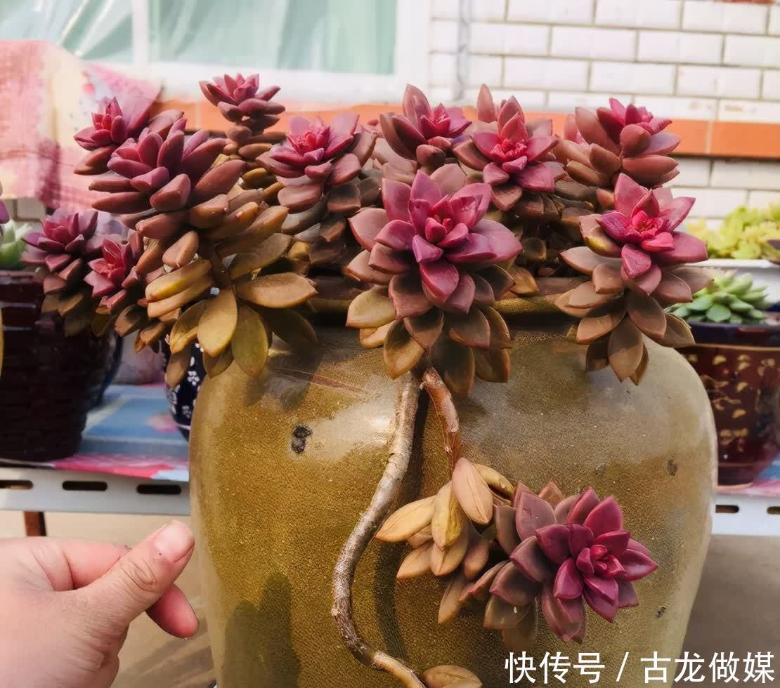 破了的菜坛子,拿来养多肉,又酷又美个性十足