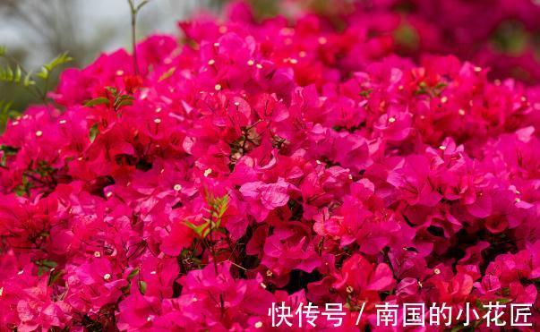 能把三角梅养爆的人,都很大方,从不“吝啬”这3样东西