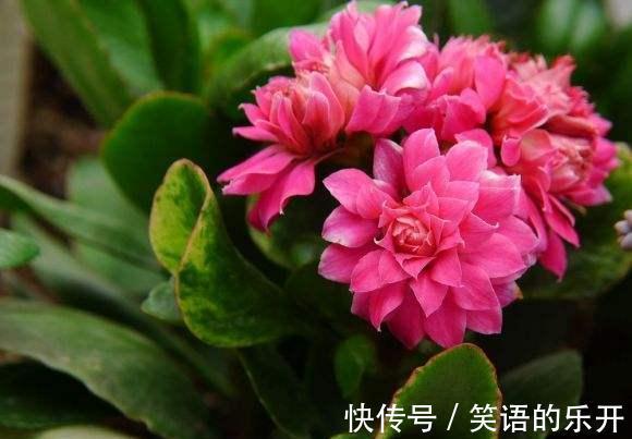 长寿花一直没花苞,啥原因,咋解决