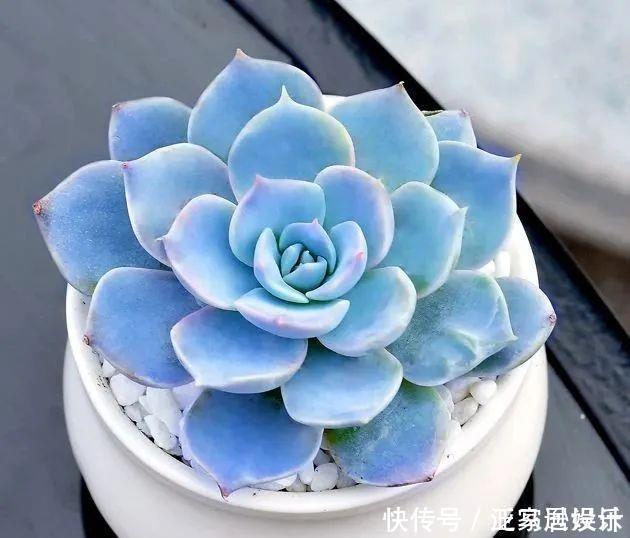 8款颜值奇高的多肉植物,第4盆最好养,第5盆好多人见了就想掐