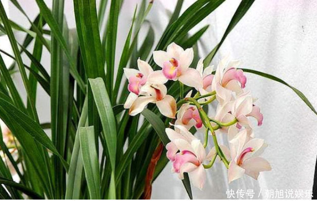 磷酸二氢钾|让“兰花”开爆盆记住几点,新芽冒得快,开花多,跟着学就行了