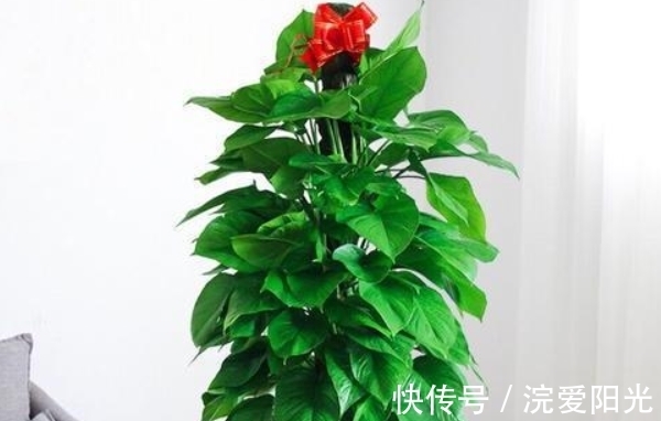 都说“一个绿萝七个鬼”,是真的吗?你家的绿萝放对地方了吗?