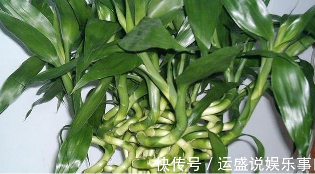 4种“转运”花,能为家人带来好运,寓意大富大贵,新年健健康康