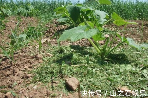 鸡蛋壳|在家里养花时,肥皂水、鸡蛋壳或煮菜的水别丢,是可以用来养花的