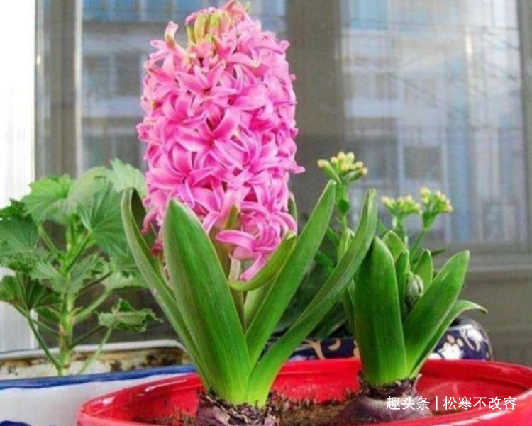 阳台|几种漂亮花,好养易活能爆盆,阳台变花海,天天有花赏!