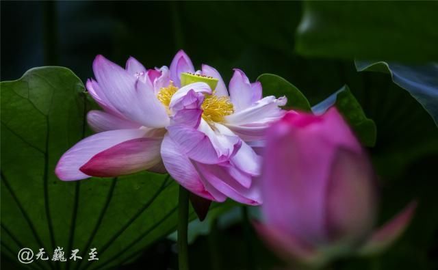 老年|青白江的夏雨荷——夏至错失日环食，怡湖园中观芙蕖