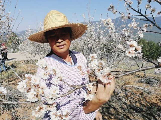 新平平甸：百亩樱花怒放“花田喜事”