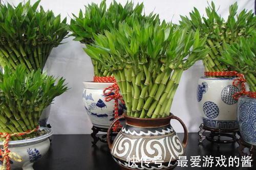 10大吉祥花,好养又高档,家里养一盆,有花有果招财又旺家