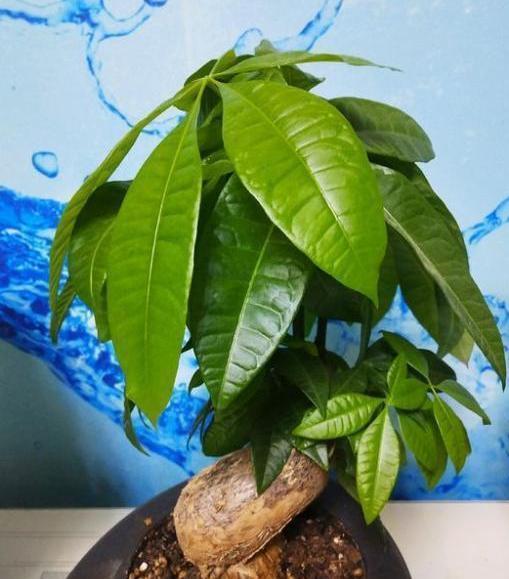 盆栽观赏性绿植发财树,该注意哪些4个要诀让它四季发新枝叶