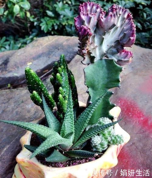 芦荟好养活？不注意此3点，叶子发黄干瘪，更别提爆盆了！