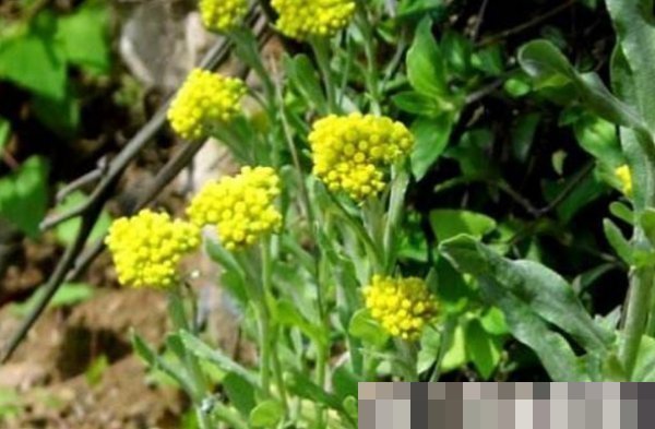 鼠麴草|以下四种天然的“止咳药”,漫山遍野都是,农村的人很爱吃