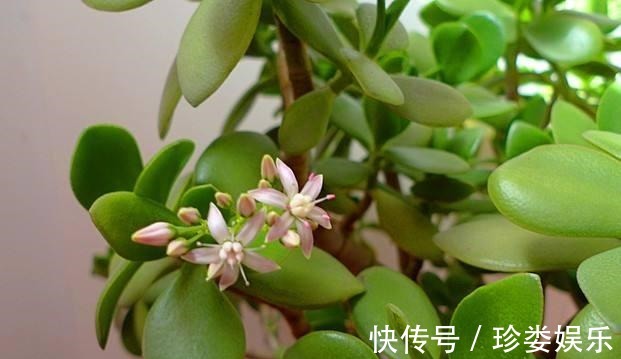 玉树怎么养才会开花，玉树盆景能喷水吗好多肉不知道的小妙招