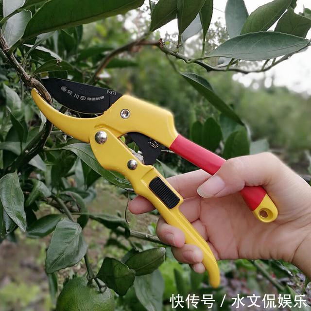 花芽|阴雨天来了,月季黑斑、卷叶子,赶紧剪、喷点药,半月就开花