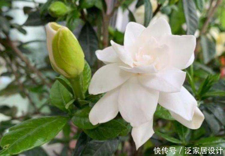 4种花花型圆滚惹人爱，花色艳花量大，开花幽香暗淡