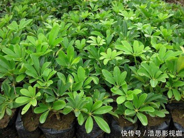 鸭掌木|盆栽鸭掌木夏季怎么养护注意几点,远离黄叶落叶,安全度夏