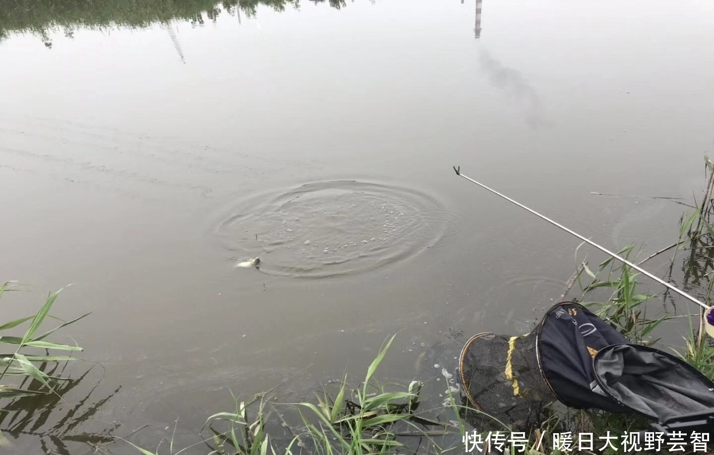 钓鱼|怎样野钓小白条?这个问题可能老钓手都不知道怎么回答,值得收藏