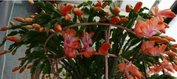 蟹爪兰叶片软趴趴的不开花,多注意两点,叶子坚挺,花芽冒得快