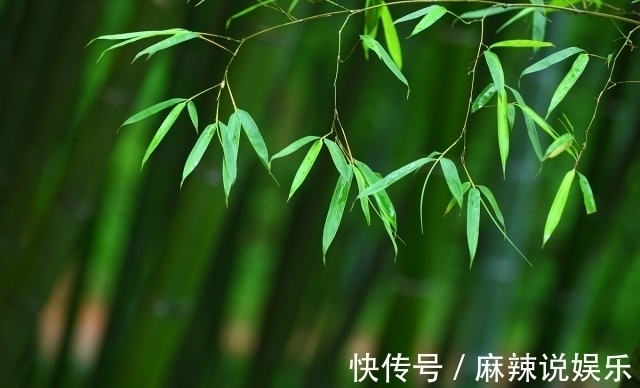 竹子@秋竹美诗七首:直节亭亭易见心,舞闲阶碎影筛金