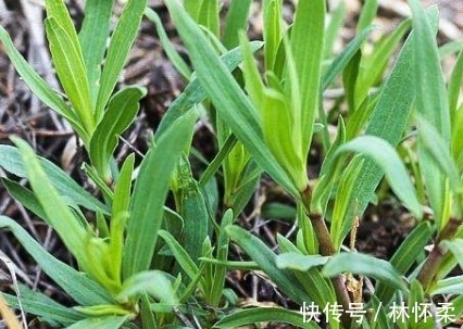 远看像多肉，近看像面条菜，踏青遇见带回家