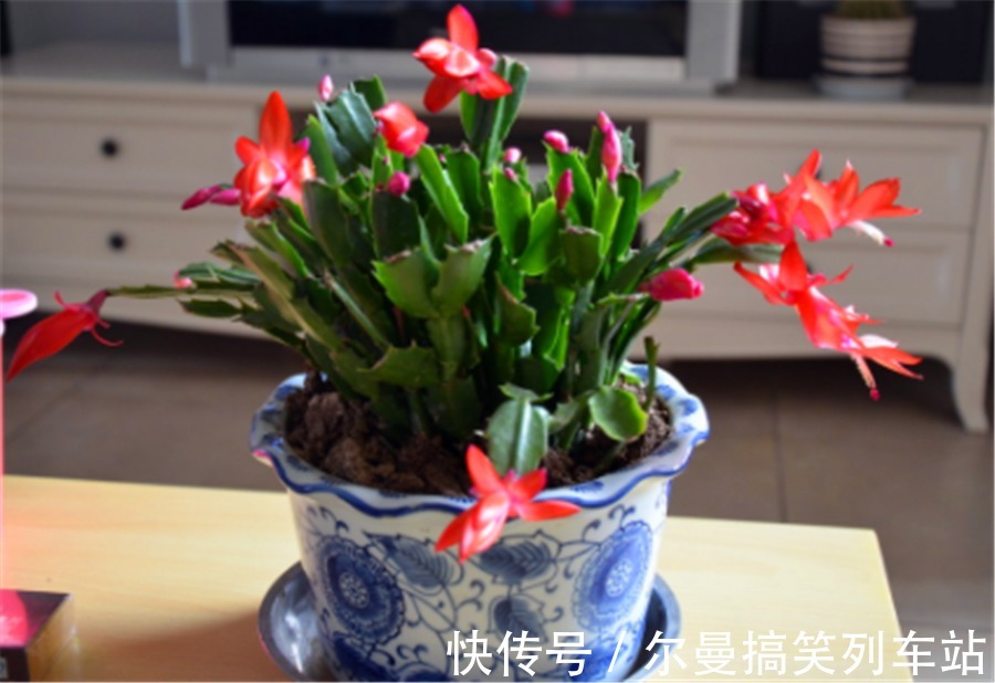 最怕积水的4种“开花之王”，懒人养护开花多，学会了四季有花赏